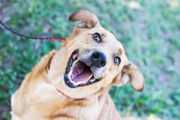 Cachorro ra a vira lata idade 4 anos nome Caramelo