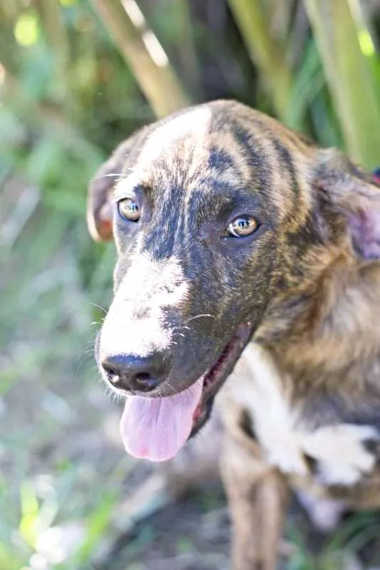 Cachorro ra a vira lata idade 2 a 6 meses nome Brownie