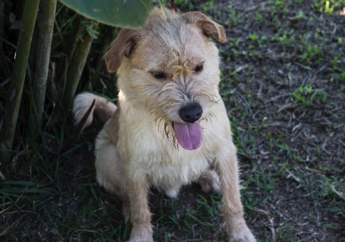 Cachorro ra a SRD idade 1 ano nome Pilequinho