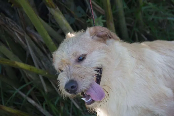 Cachorro ra a SRD idade 1 ano nome Pilequinho