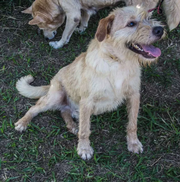 Cachorro ra a SRD idade 1 ano nome Pilequinho