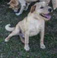 Pilequinho