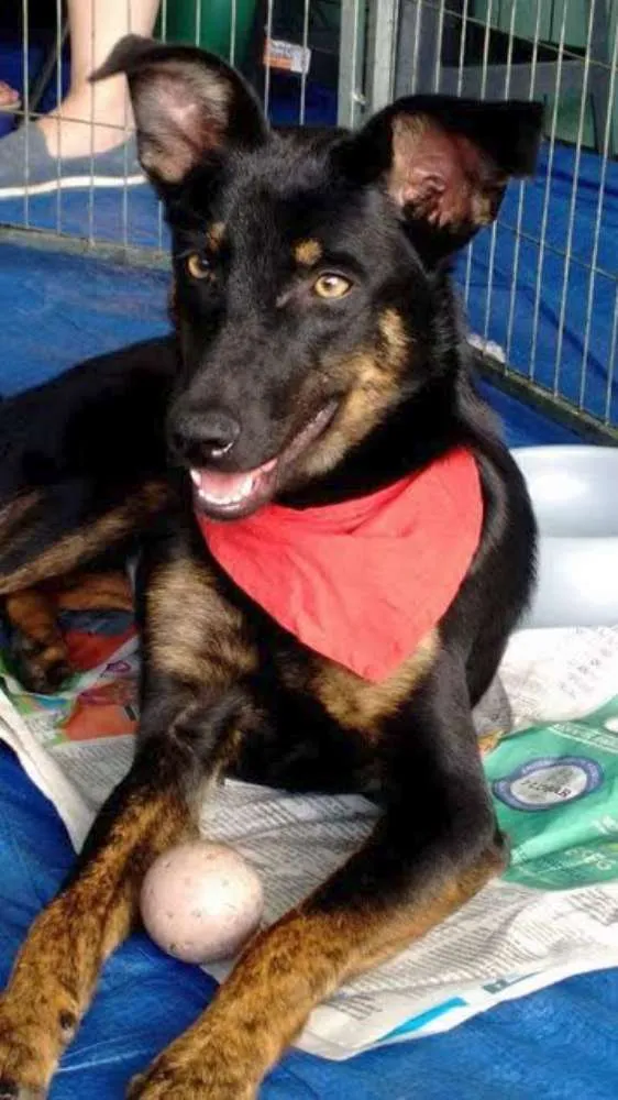 Cachorro ra a SRD idade 7 a 11 meses nome Lobinha