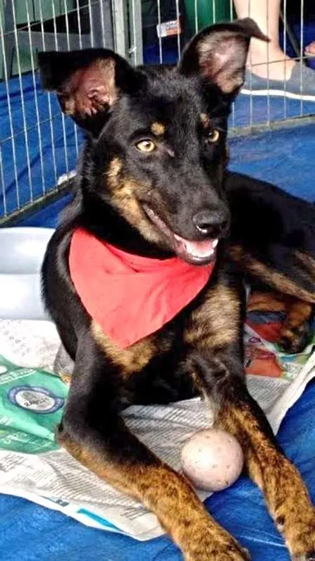Cachorro ra a SRD idade 7 a 11 meses nome Lobinha