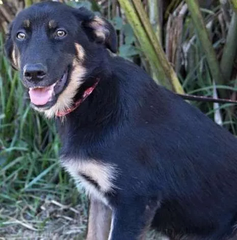 Cachorro ra a SRD idade 2 a 6 meses nome Mickey