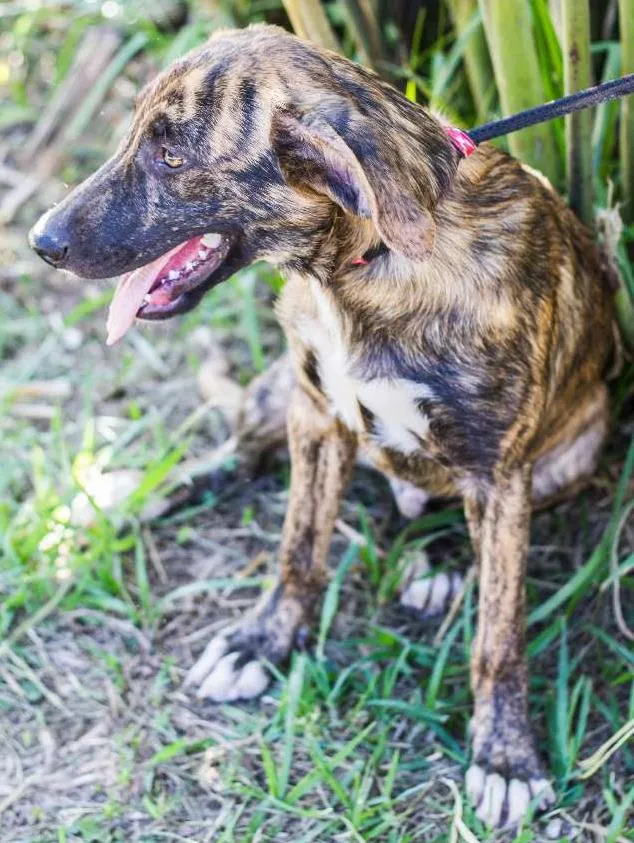 Cachorro ra a vira lata idade 2 a 6 meses nome Brownie