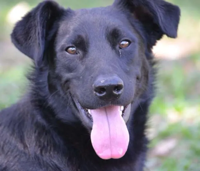 Cachorro ra a SRD idade 2 anos nome BARACK