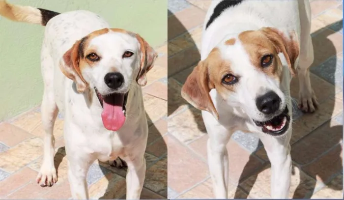 Cachorro ra a  idade 4 anos nome Lyon e Lorena
