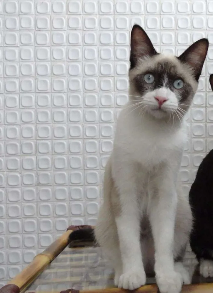 Gato raça Siamês idade 2 a 6 meses nome Filhotes de siameses