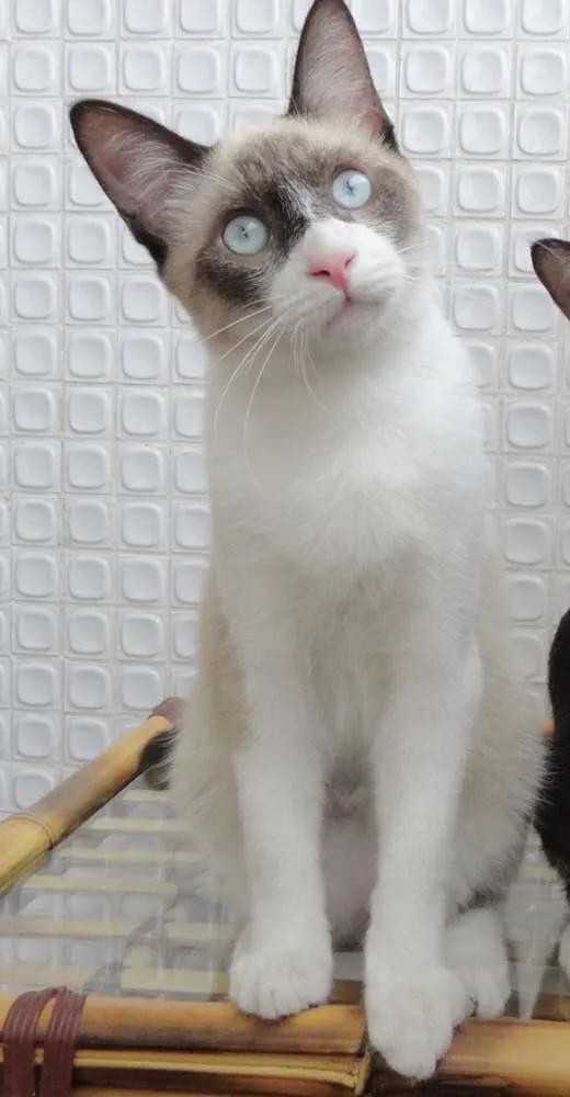 Gato raça Siamês idade 2 a 6 meses nome Filhotes de siameses