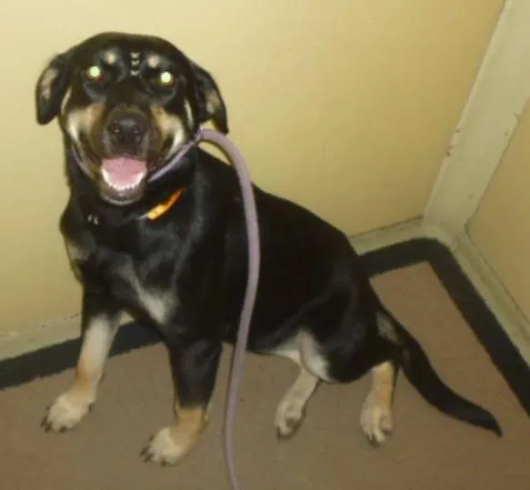 Cachorro ra a SRD idade 2 anos nome MILENA
