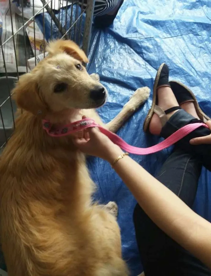 Cachorro ra a srd idade 7 a 11 meses nome Greta