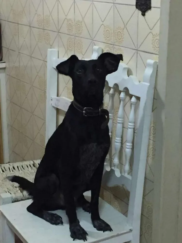 Cachorro ra a SRD idade 2 anos nome Alex