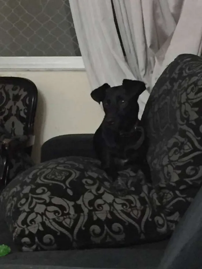 Cachorro ra a SRD idade 2 anos nome Alex