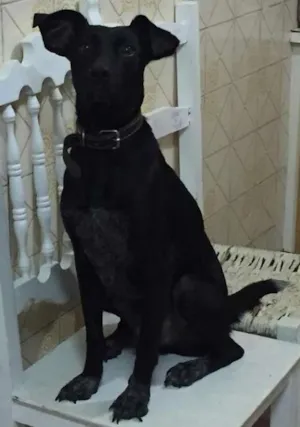 Cachorro raça SRD idade 2 anos nome Alex