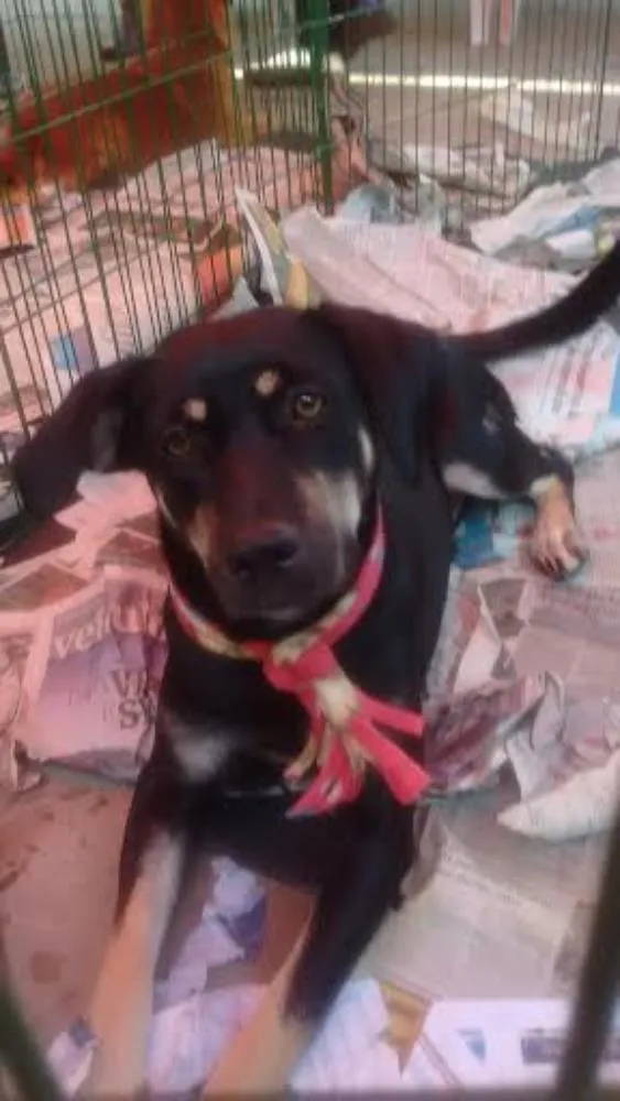 Cachorro ra a SRD idade 2 anos nome MILENA