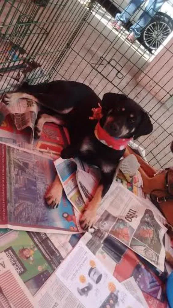 Cachorro ra a SRD idade 2 anos nome MILENA