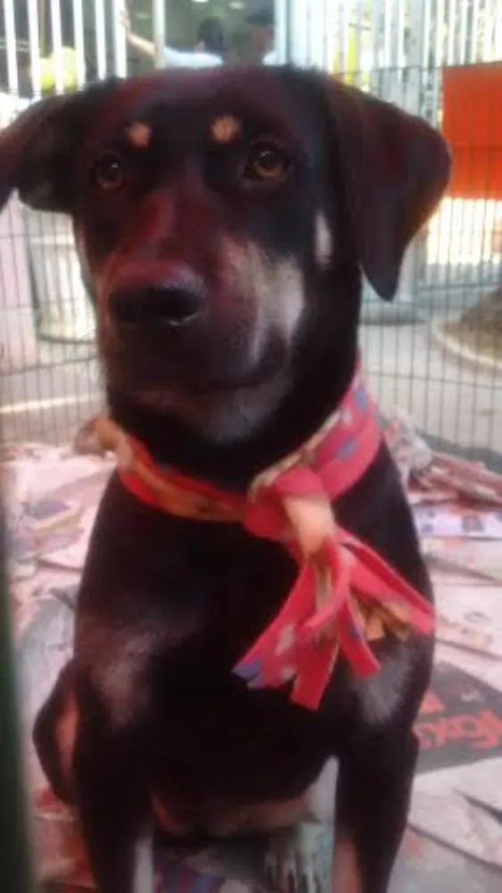 Cachorro ra a SRD idade 2 anos nome MILENA