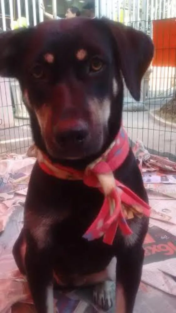 Cachorro ra a SRD idade 2 anos nome MILENA