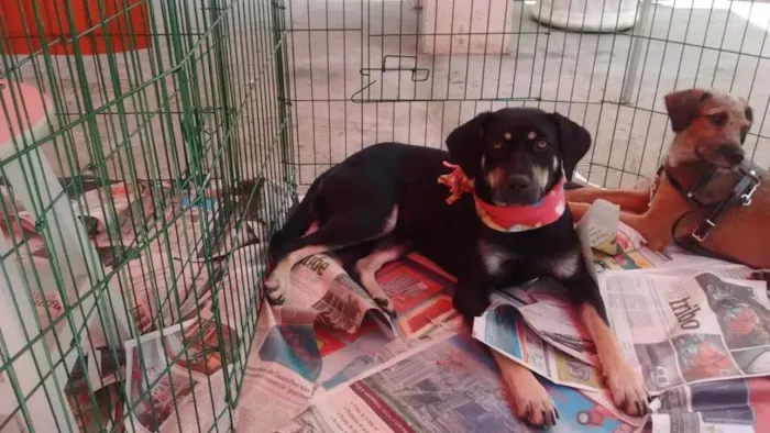 Cachorro ra a SRD idade 2 anos nome MILENA
