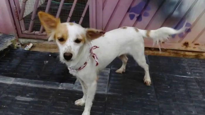 Cachorro ra a SRD idade 1 ano nome Clara