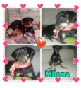 MILENA