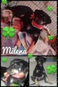 MILENA