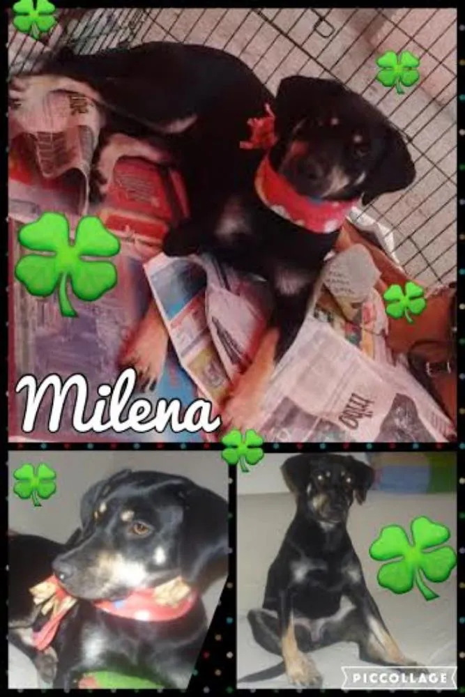 Cachorro ra a SRD idade 2 anos nome MILENA