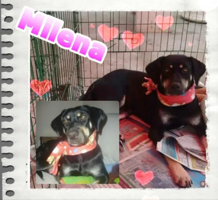 Cachorro ra a SRD idade 2 anos nome MILENA