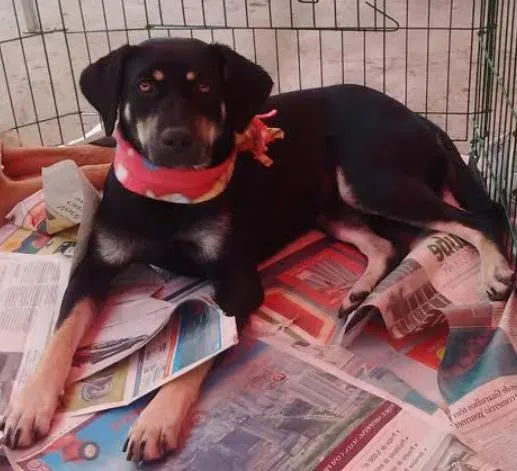 Cachorro ra a SRD idade 2 anos nome MILENA