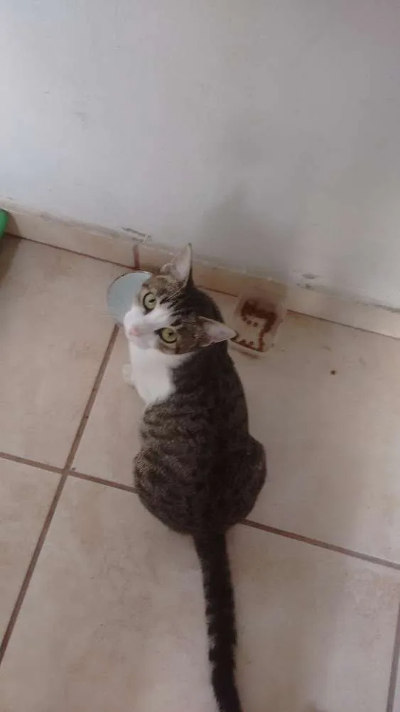 Gato ra a Não definida idade 7 a 11 meses nome Ximena\mae