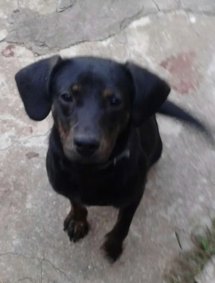 Cachorro raça Mix de tekel idade 2 anos nome BRUCE