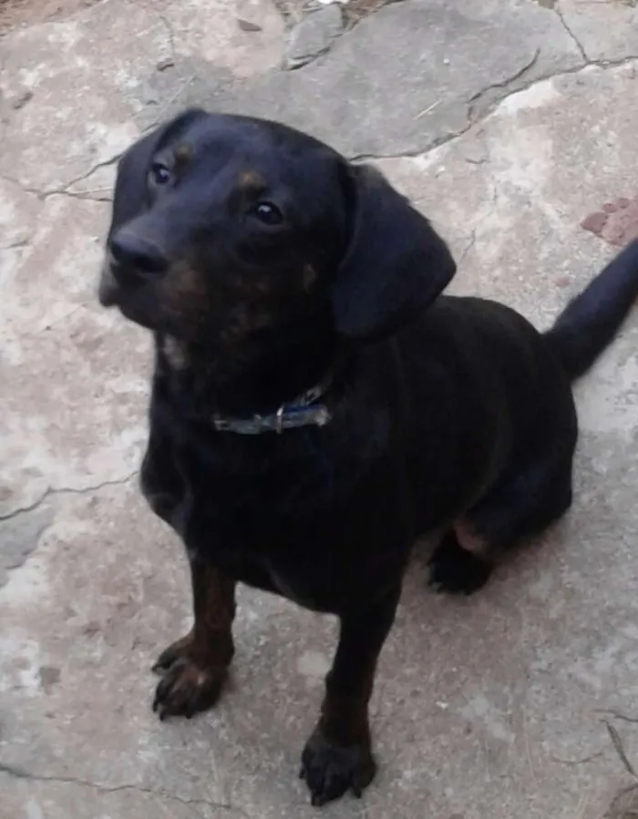 Cachorro raça Mix de tekel idade 2 anos nome BRUCE