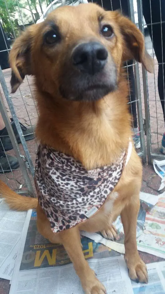 Cachorro ra a SRD idade 2 anos nome Hope