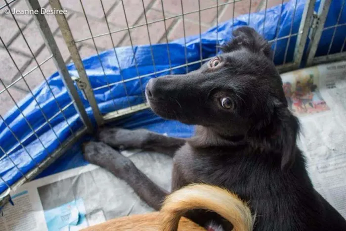 Cachorro ra a SRD idade 7 a 11 meses nome Lobão