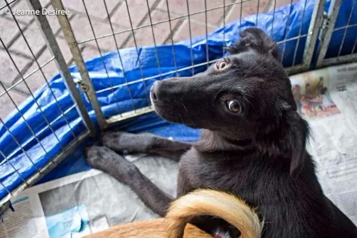 Cachorro ra a SRD idade 7 a 11 meses nome Lobão