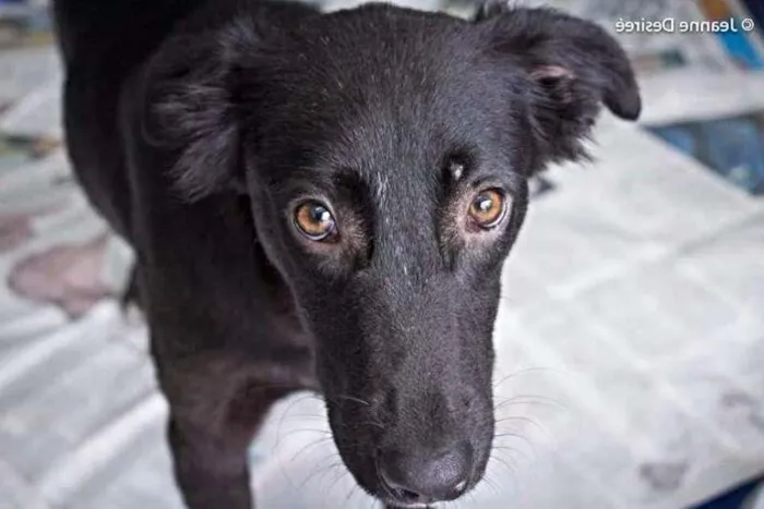 Cachorro ra a SRD idade 7 a 11 meses nome Lobão
