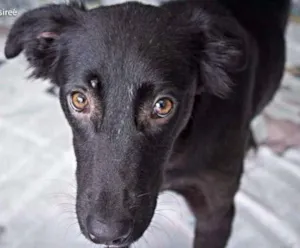 Cachorro raça SRD idade 7 a 11 meses nome Lobão