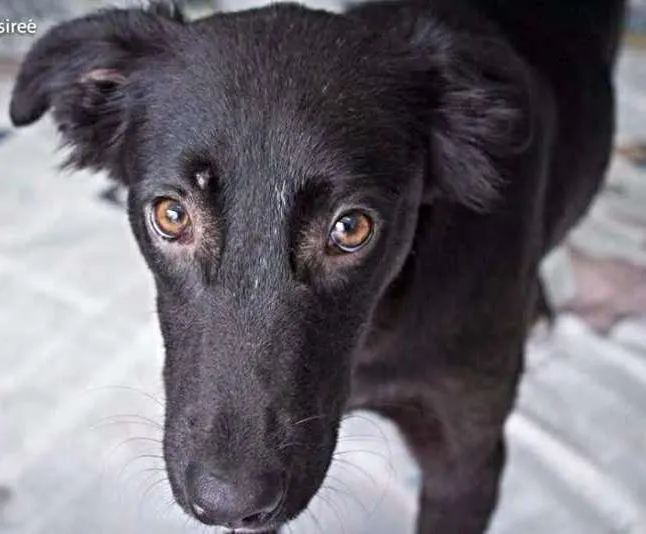Cachorro ra a SRD idade 7 a 11 meses nome Lobão