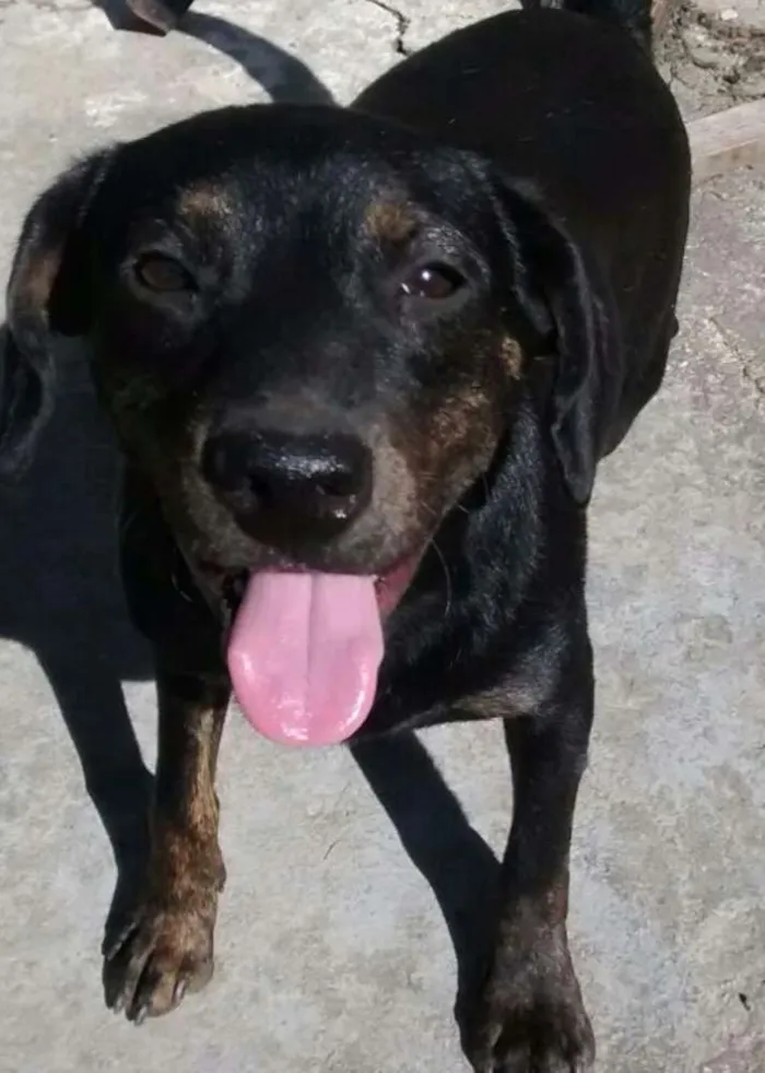 Cachorro raça Mix de tekel idade 2 anos nome BRUCE