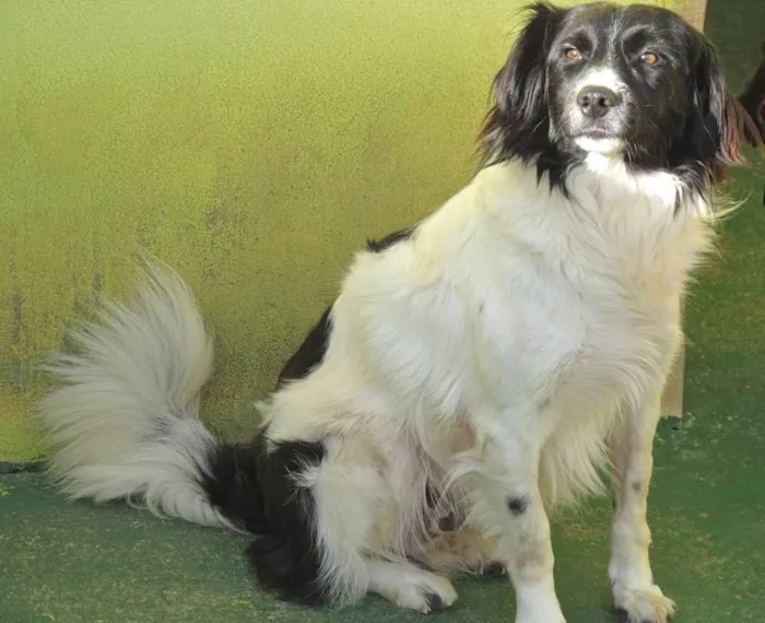 Cachorro ra a  idade 2 anos nome Snoopy