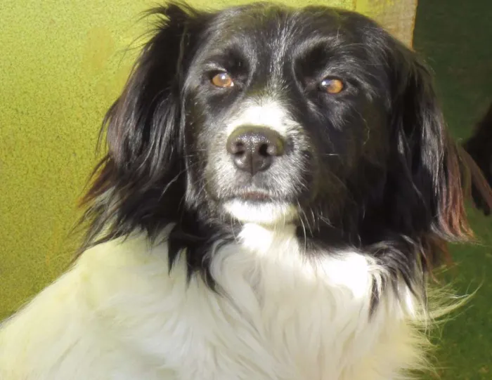 Cachorro ra a  idade 2 anos nome Snoopy