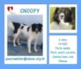 Snoopy