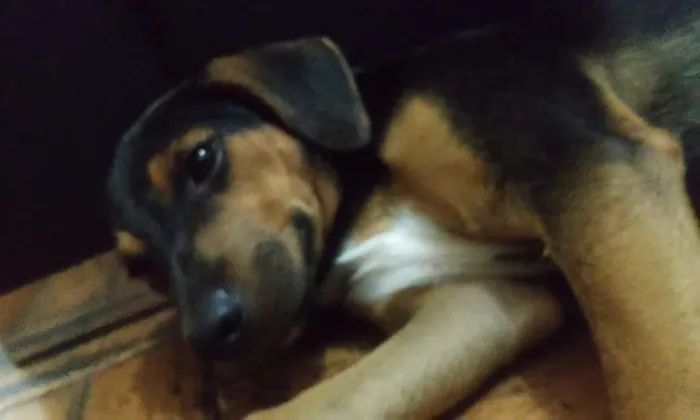 Cachorro ra a Não sei idade 2 a 6 meses nome Nina (nome que dei 