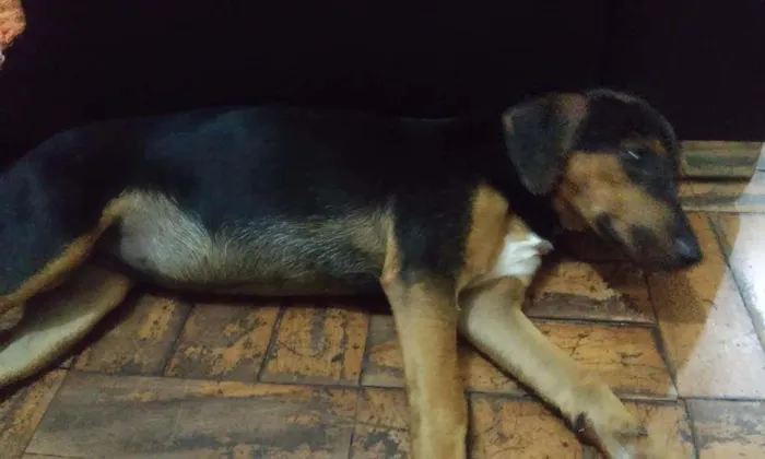 Cachorro ra a Não sei idade 2 a 6 meses nome Nina (nome que dei 