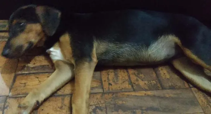 Cachorro ra a Não sei idade 2 a 6 meses nome Nina (nome que dei 