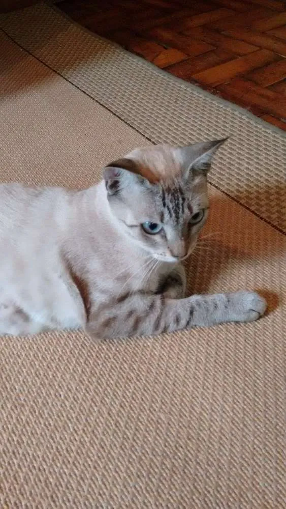 Gato ra a SRD idade 1 ano nome Adote Branca Castrada