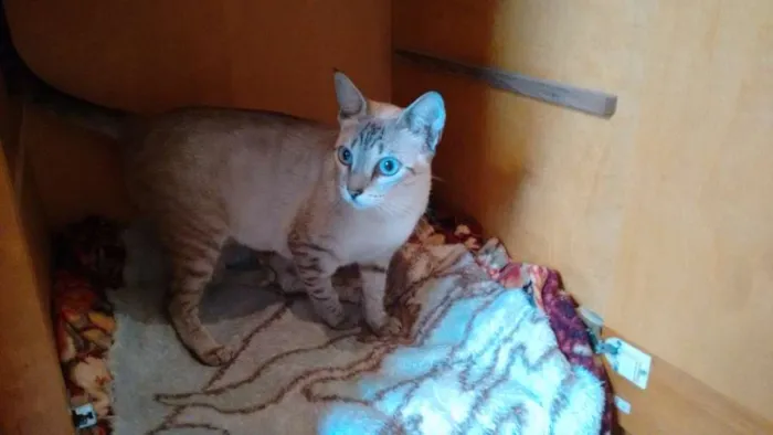 Gato ra a SRD idade 1 ano nome Adote Branca Castrada