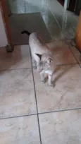 Adote Branca Castrada
