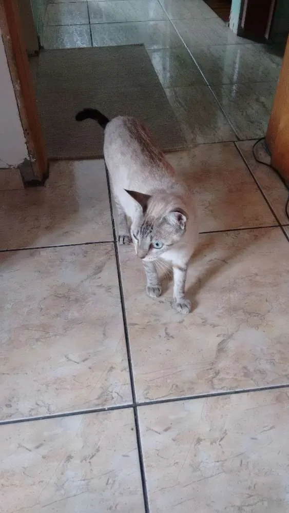 Gato ra a SRD idade 1 ano nome Adote Branca Castrada